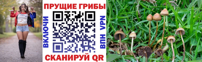 Купить  Чкаловск  Псилоцибиновые грибы Magic Shrooms 